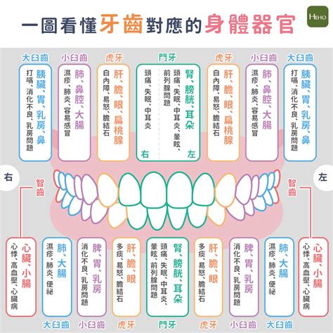 牙齒對應的身體器官